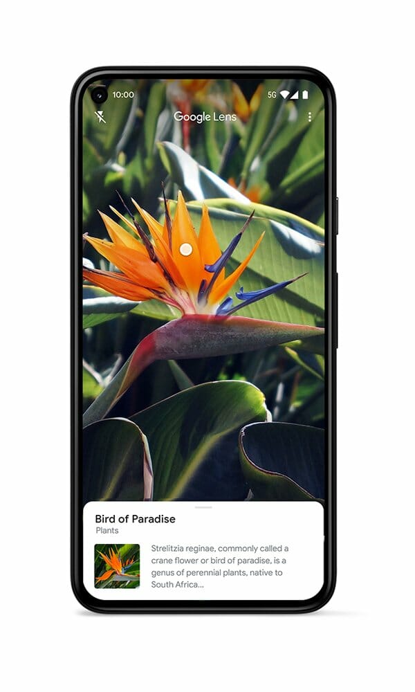 Vibrant orange and purple flower shown on a Google Pixel 5 using Google Lens, which has identified the flower as a bird of paradise. The result shows information about the plant: “Strelitzia reginae, commonly called a crane flower or bird of paradise, is a genus of perennial plants, native to South Africa…”