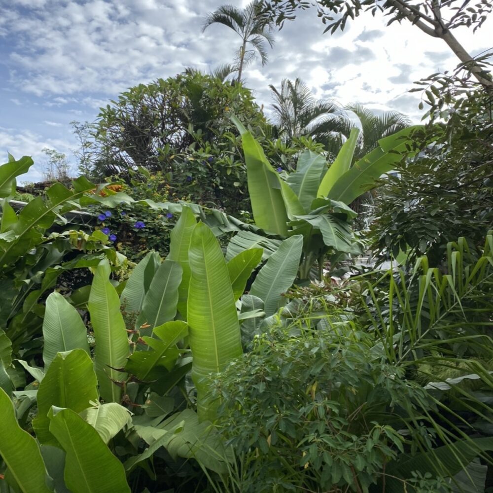 Bitcoin z Salwadoru podróżuje pięknymi zielonymi liśćmi