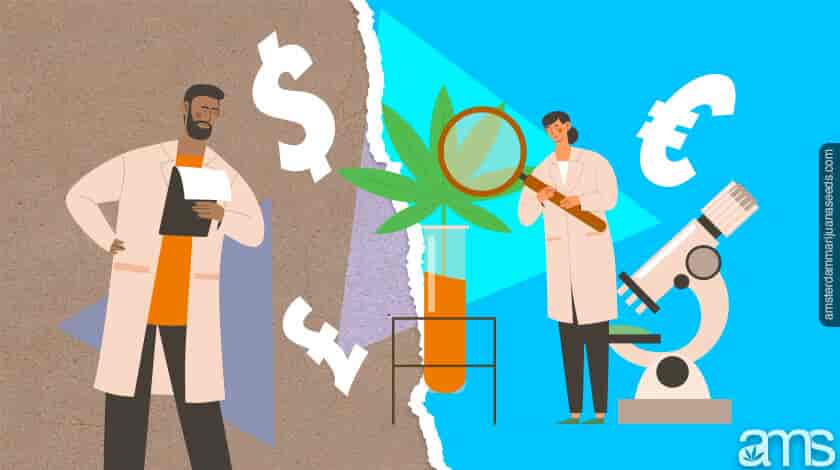 forskere som sjekker cannabis