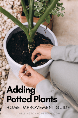 Adding Potted Plants | Home Improvement Guide
