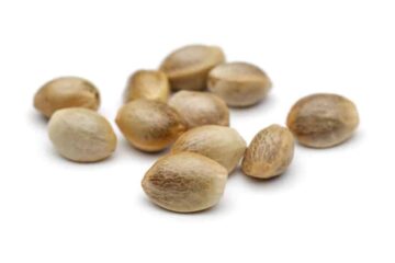 Autoflowering Vs. Feminized Seeds: What’s The Difference?