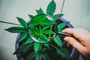Ziekteverwekkers bij cannabisplanten