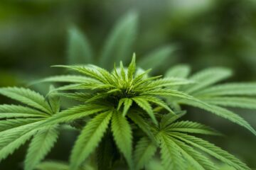 Cannabis: onderzoekers zijn van plan om mensen te bestuderen die in de RUIMTE rennen