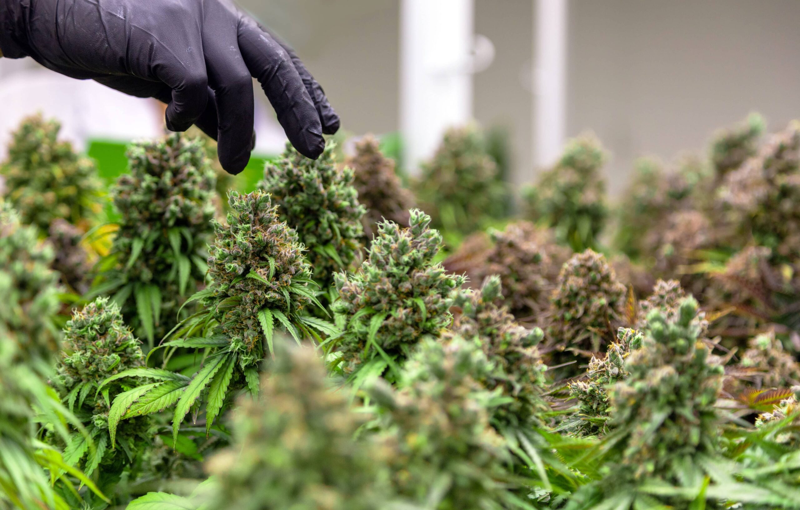 Kannabistutkijat julkaisivat 4,300 2022 tieteellistä artikkelia vuonna XNUMX