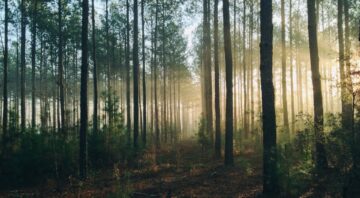 Perubahan Iklim & Pepohonan