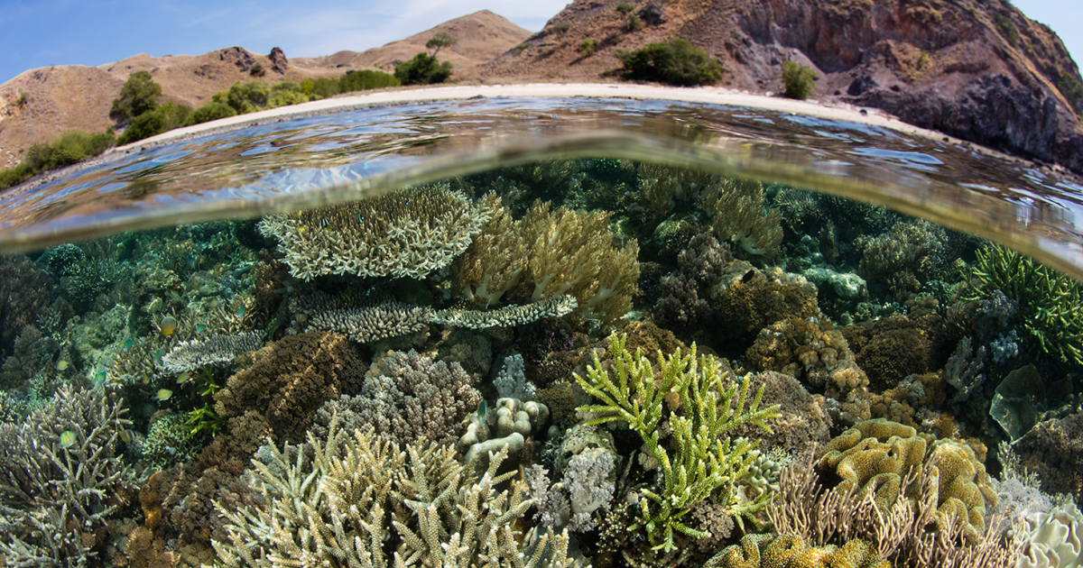COP15: Bu 'doğa için Paris Anlaşması' mı?