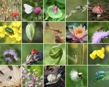 Rozmowy COP15: Czy uznanie różnorodności biologicznej może stanowić wartość dla przyrody?
