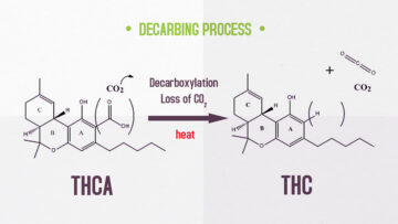 Decarboxylation: How to Decarb Weed The Right Way (Temperature Chart)