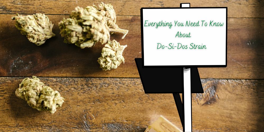 Everything You Need To Know About Do Si Dos Strain