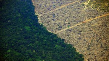 Forklarer: Skogkarbonkreditter har som mål å kompensere for forurensning