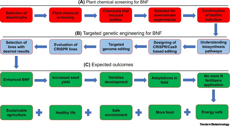 Genetic engineering for enhanced biological nitrogen fixation in cereal crops