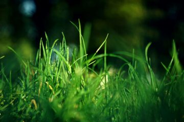 Grassroots Carbon представляет: «Постоянство углерода в почве, вводное обсуждение» с участием специального гостя доктора Джоселин Лавалли [вебинар]