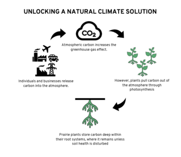 Como funciona o armazenamento de carbono no solo