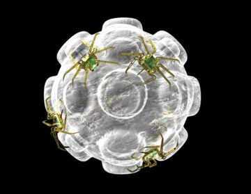 Nanomaterial kann das Immunsystem indirekt über das Darmmikrobiom beeinflussen, wie eine Studie zeigt