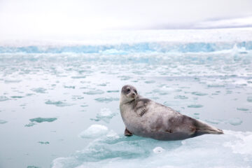 Gấu Bắc Cực và biến đổi khí hậu: Khoa học nói gì?