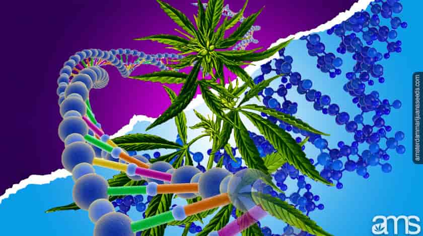 cannabis en DNA