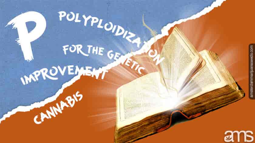 Polyploidy & Pot — En introduksjon til den potensielle polyploide ugressrevolusjonen