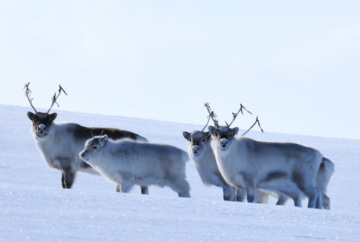 Rudolf takler klimaendringene bedre enn fryktet – foreløpig