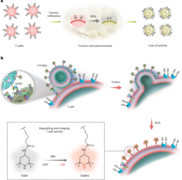 Targeting the activity of T cells by membrane surface redox regulation for cancer theranostics
