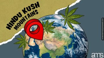 Historien och ursprunget till Kush cannabis