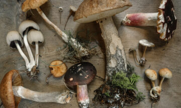Topp 6 hälsosammaste svampar och deras effekter