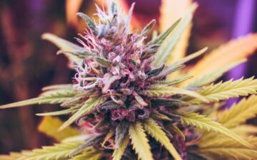 Top 8 cannabissoorten voor chronische pijn en ontsteking