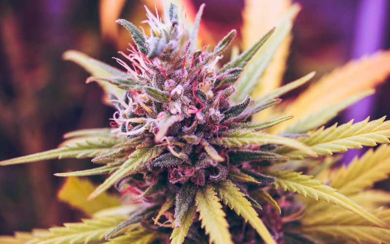 Le 8 migliori varietà di cannabis per il dolore cronico e l'infiammazione