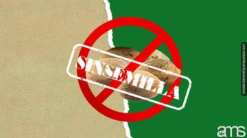 What is Sinsemilla and where to buy? | AMS