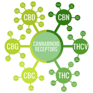 พืชชนิดใดสร้าง Cannabinoids?