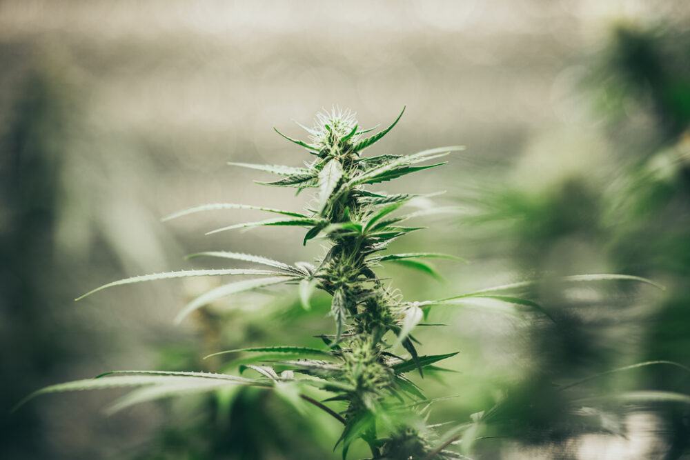 Ce qui a changé avec la marijuana dans le Montana – Hi-Line Today