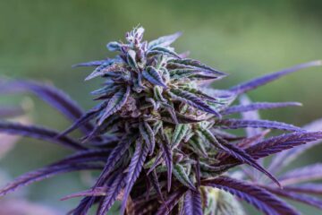 Det årlige salg af cannabis i staten Washington falder med $120 millioner