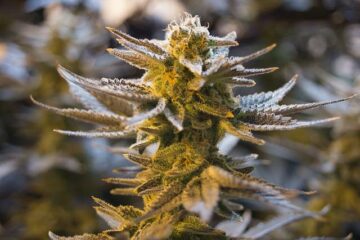 Le premier dispensaire de marijuana pourrait venir dans l'ouest du comté de Washtenaw