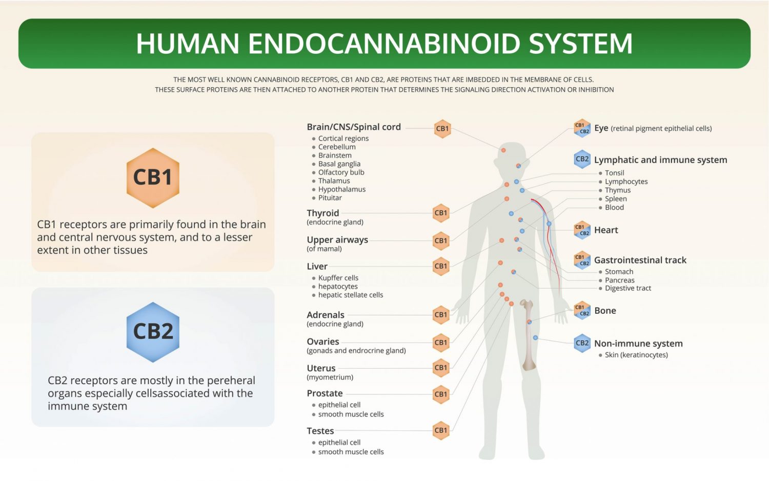 5 Things To Know About The Endocannabinoid System
