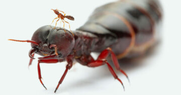 Τα μυρμήγκια ζουν 10 φορές περισσότερο αλλάζοντας τις αντιδράσεις τους στην ινσουλίνη