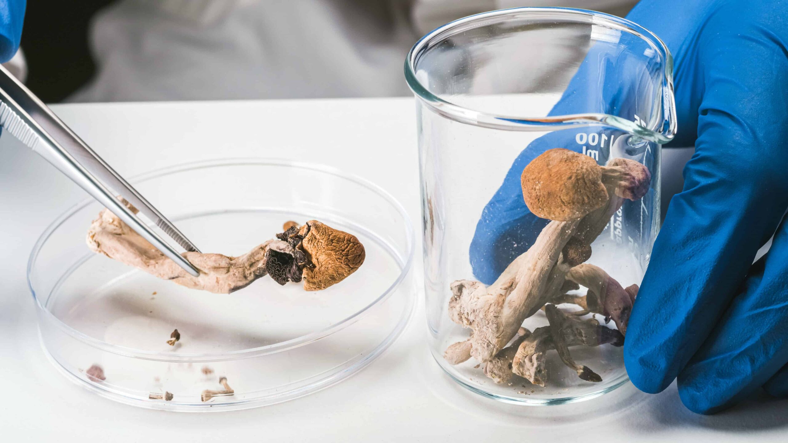 Arizona Bill accorderait des subventions pour les essais de champignons magiques