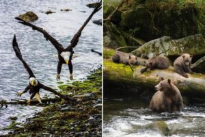 Biden-Harris Administration Finalizes Protections for Tongass National Forest