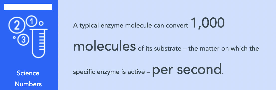 Building better enzymes - by breaking them down