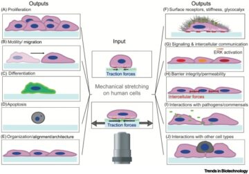 Cell-stretching devices: advances and challenges in biomedical research and live-cell imaging