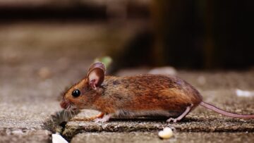 Przeprogramowanie komórkowe wydłuża żywotność myszy, mówi Longevity Startup
