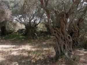 Изменение климата может сделать некоторые части Ливана «слишком жаркими» для производства оливкового масла
