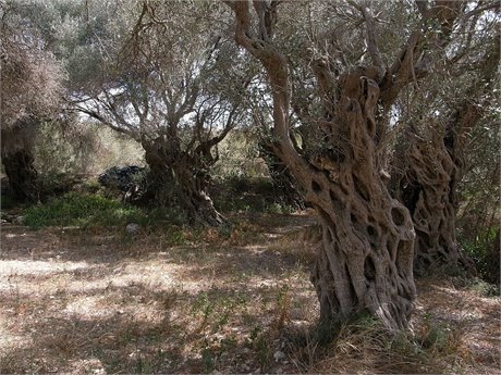 Climate change could make parts of Lebanon 'too hot' for producing olive oil