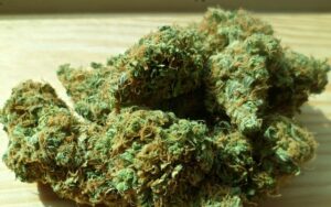 Lähes tonni marihuanaa, joka on revitty juurineen 7 maatilalta Kadavussa