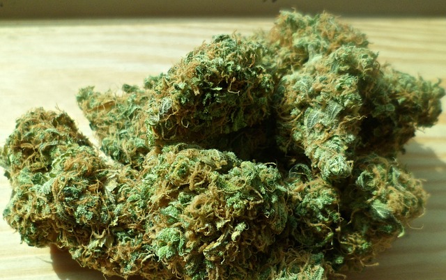 Около тонны марихуаны выкорчевали с 7 ферм в Кадаву