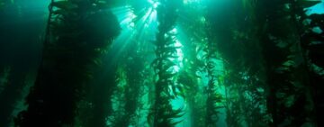 Clouds & Kelp: Two Sides Of The Struggle To Address Climate Change