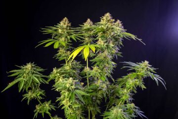 Le Connecticut lance les ventes de cannabis récréatif