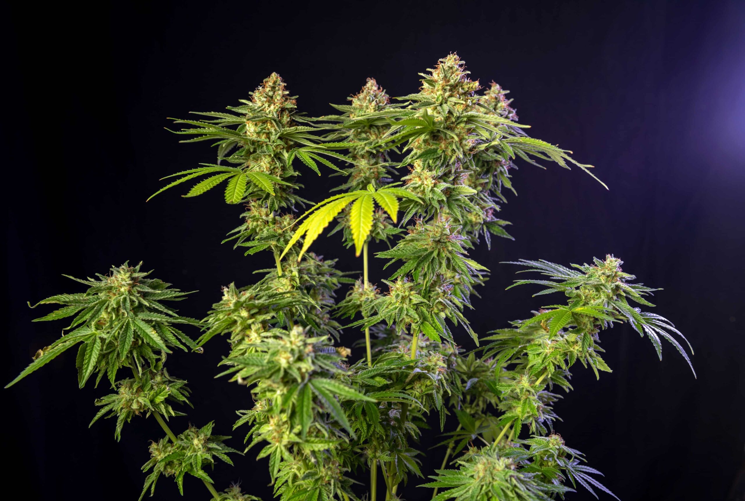 Connecticut Launches Recreational Cannabis Sales
