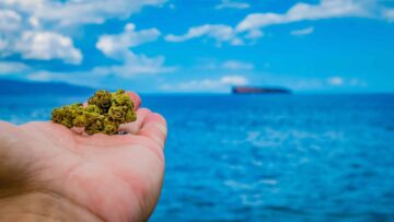 Przedstawiciel Hawajów ogłasza plan zalegalizowania marihuany w 2023 r