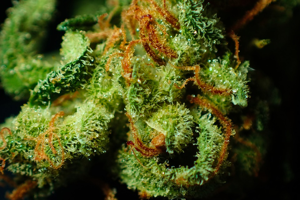 Hamp CBD-producent i Tonawanda forfølger en statslig cannabisudvindingslicens