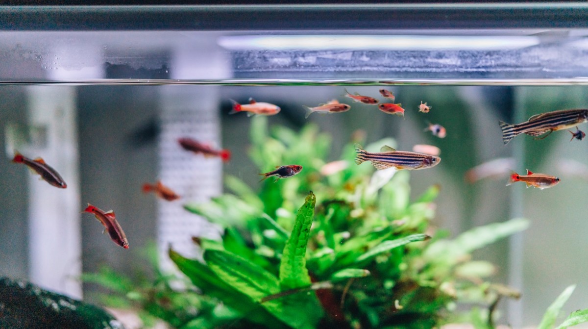 Home Aquarium Ideeën Perfect voor uw huis of appartement