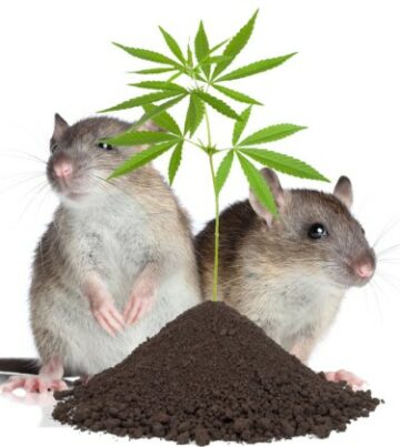 Hoe voorkom je dat ratten en muizen in je wietplanten komen